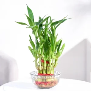 Ugaoo Lucky Bamboo 2 Layer Feng Shui Plant
