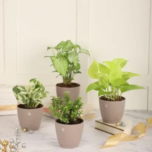 4 Indoor Live Plants with Self Watering Pots