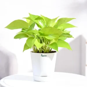 Ugaoo Golden Money Plant Indoor