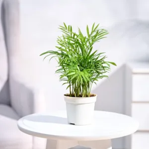 Ugaoo Air Purifying Bamboo Palm Live Plant