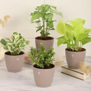 Nurturing Green Combo of 4 Indoor Live Plants