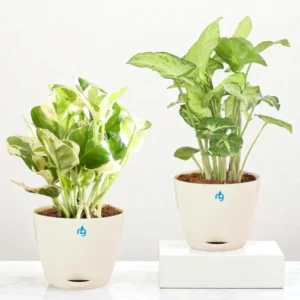 Nurturing Green Combo of 2 Live Indoor Plants 